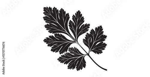 Detailed black and white parsley leaf silhouette with intricate vein patterns