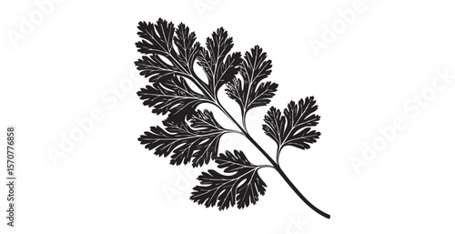 Detailed black and white silhouette of a delicate fern frond with intricate leaf patterns