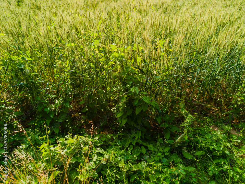 Obraz premium Un enjeu agricole global : la gestion des adventices est un enjeu majeur pour les agriculteurs