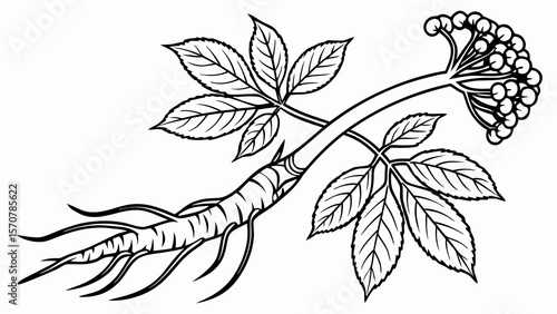Detailed black and white illustration of an herbal plant with a thick root and clustered flowers.