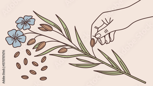 A delicate illustration of a hand harvesting seeds from a botanical branch adorned with blue flowers.