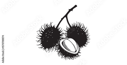 Exotic rambutan fruit bunch with one cut open silhouette