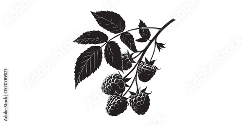 Detailed black and white illustration of a raspberry branch with ripe berries and leaves silhouette