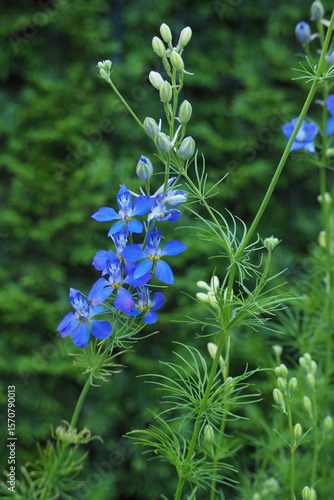 Wallpaper Mural Kwitnący niebieski kwiat Torontodigital.ca