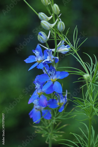 Wallpaper Mural Kwitnący niebieski kwiat Torontodigital.ca