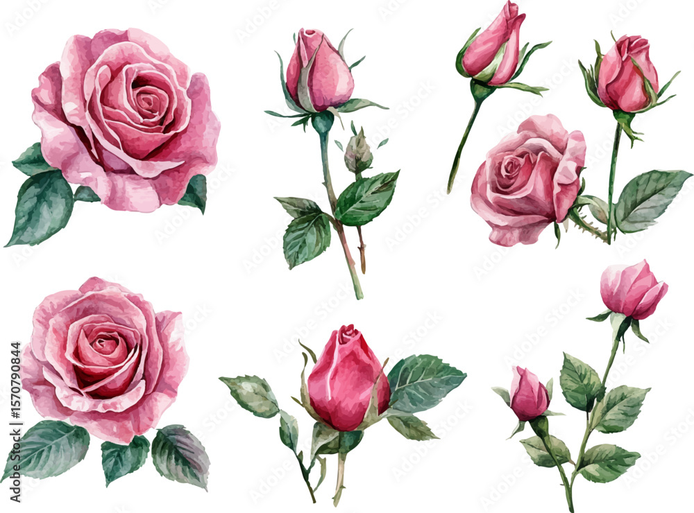 Fototapeta premium set of roses