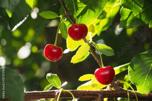 Wallpaper Mural Dojrzałe wiśni na drzewie Torontodigital.ca