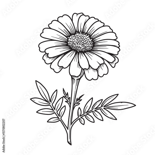 Wallpaper Mural Detailed black and white botanical illustration of a marigold flower and its foliage Torontodigital.ca