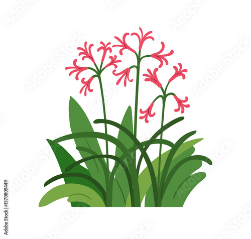 Floral nerine blooms and leaves. Delicate flower, gentle spider lily with thi...