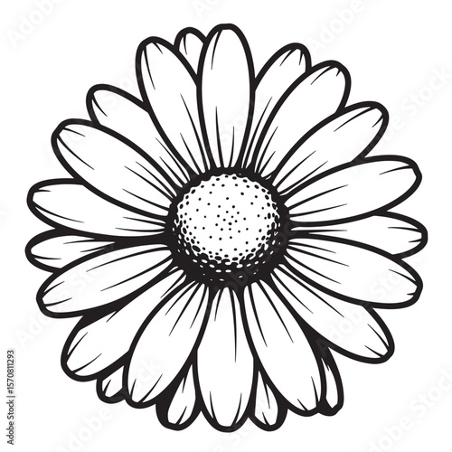 Simple black and white detailed daisy flower illustration isolated on white background