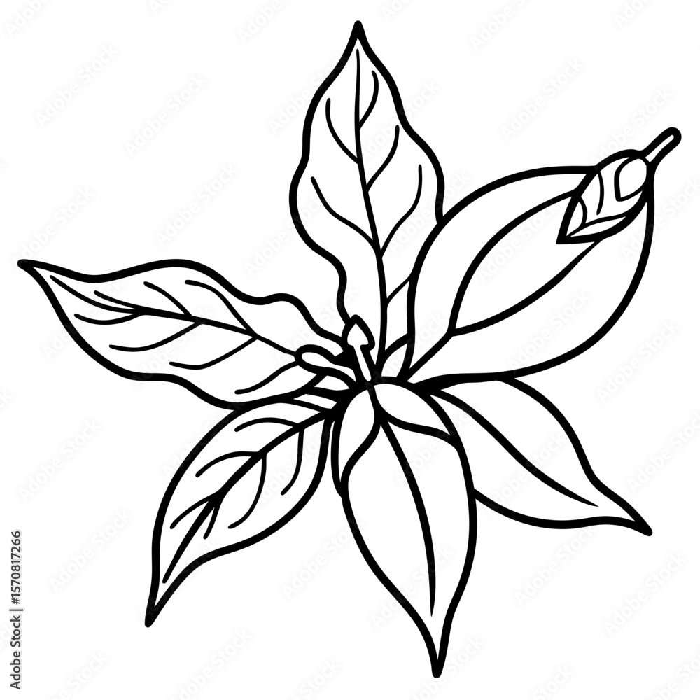 Fototapeta premium Ashwagandha line art vector
