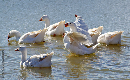 Foto a gaggle of white geese on the bank of a pond on a farm in rural Victoria