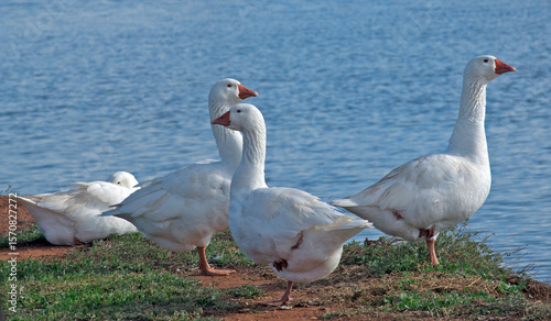 Billede på lærred a gaggle of white geese on the bank of a pond on a farm in rural Victoria