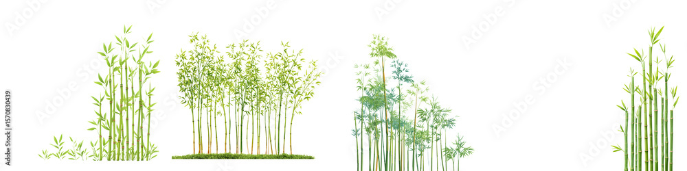 Obraz premium Set of Bamboo Stems and Leaves Isolated on White Background