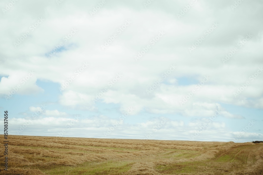 Fototapeta premium Harvested farmland is being shown in flat design scene, with golden stubble and scattered clouds