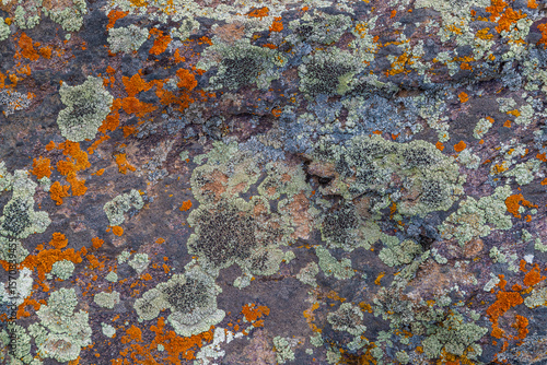 Colorful lichen covering sedimentary rock surface in outdoor setting