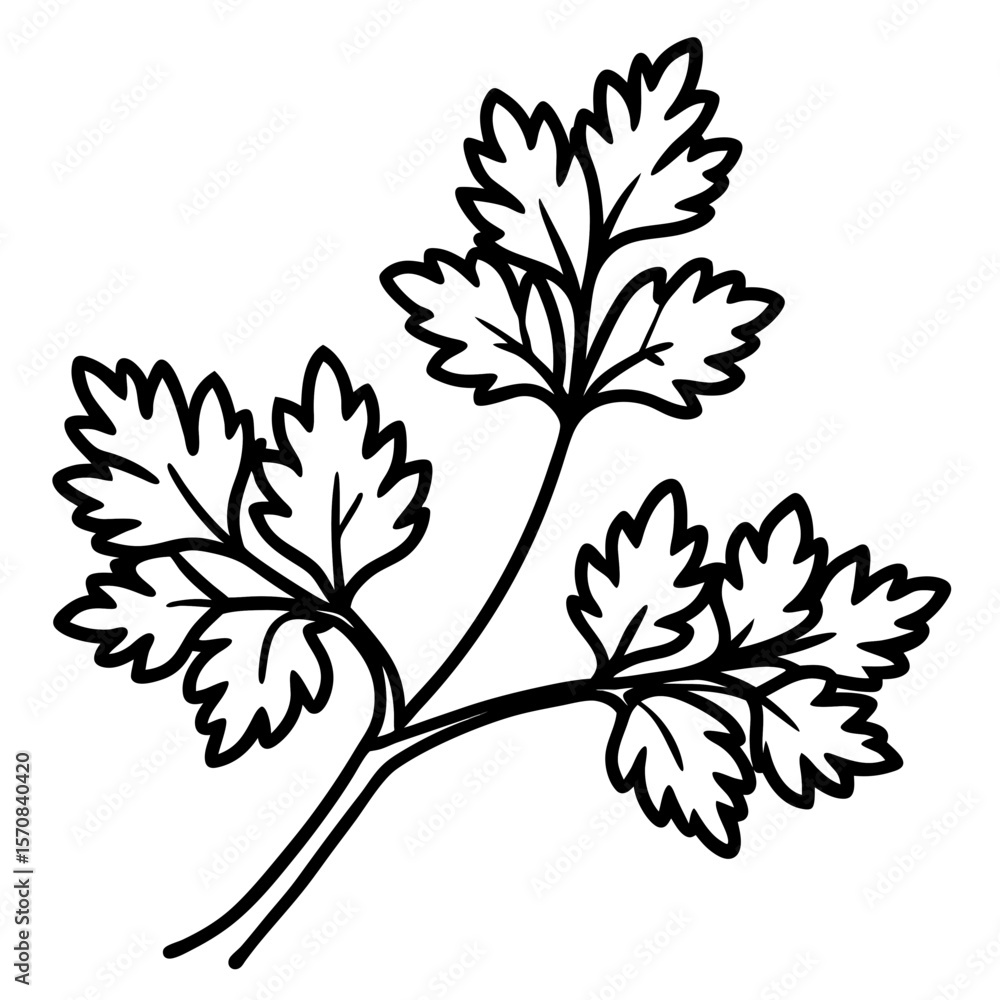 Fototapeta premium Coriander line art vector