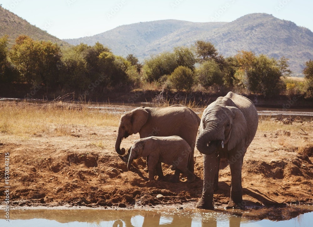 Naklejka premium Elephant family by lake in forest