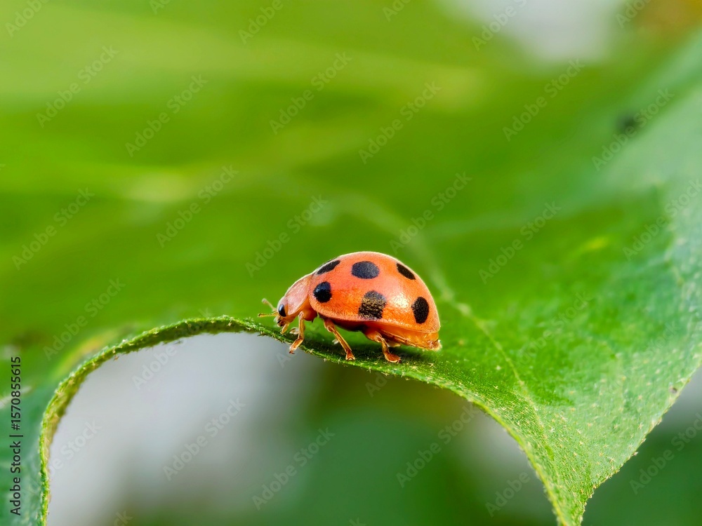 Obraz premium Epilachna borealis perched on a leaf