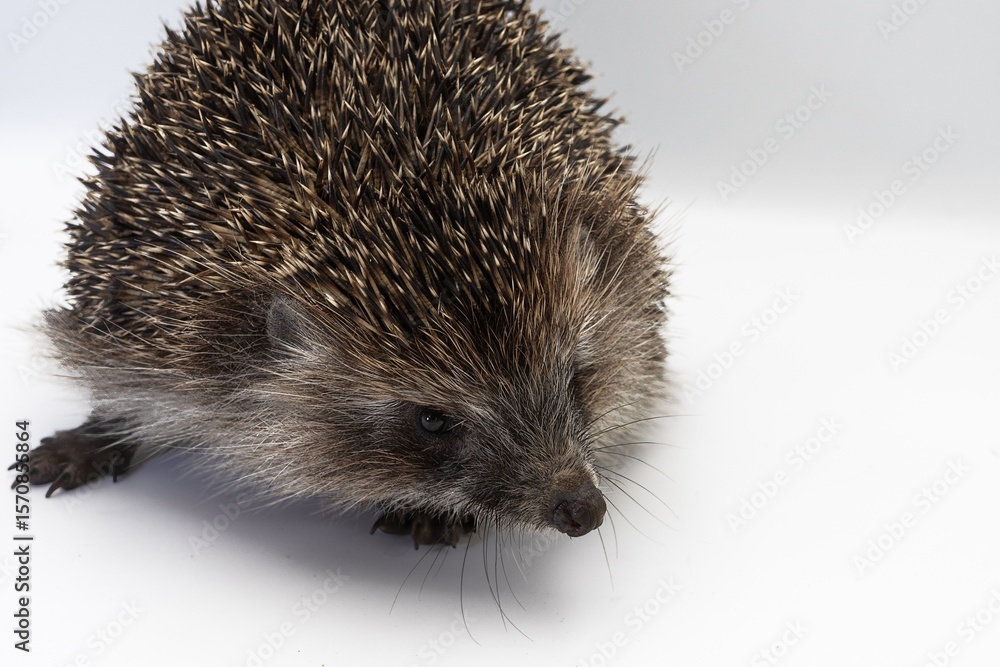 Obraz premium European Hedgehog Close-up on White Background – Studio Wildlife Photography