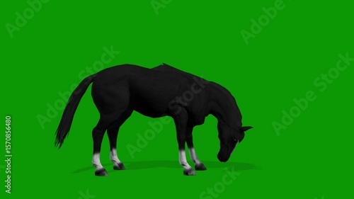 Black Horse idle Scene Right On Green Screen-3D Rendering Animation