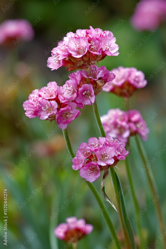 Close up of vibrant pink armeria maritima flowers thriving in a natural garden setting, creating a captivating display of color and texture against a soft focus background Close up of vibrant pink armeria maritima flowers thriving in a natural garden setting, creating a captivating display of color and texture against a soft focus background