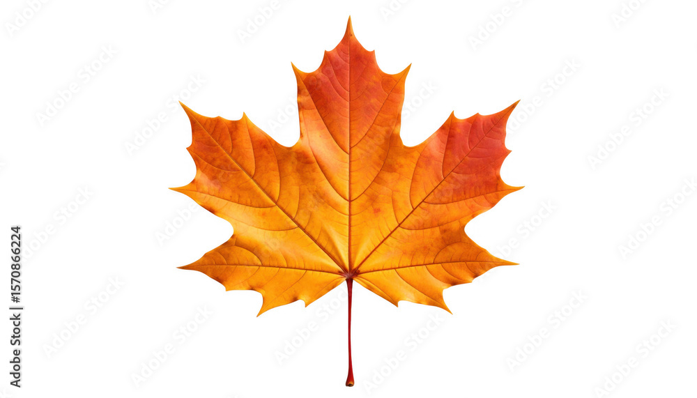 Fototapeta premium Autumn maple leaf isolated on transparent background