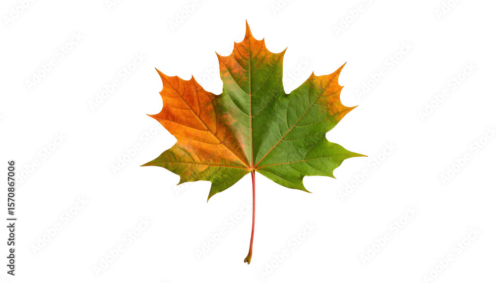 Fototapeta premium Autumn maple leaf isolated on transparent background