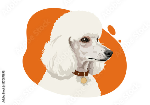 Elegant portrait of a white Poodle with a classic haircut.