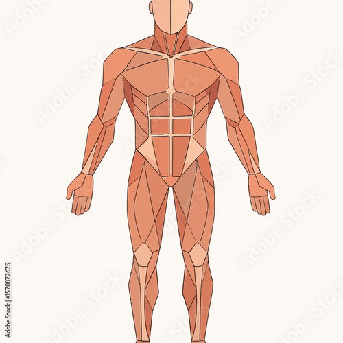 Geometric Human Body Muscle Anatomy Front View