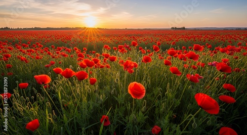 Golden Hour Sunset Illuminates a Vast Field of Vibrant Red Poppies