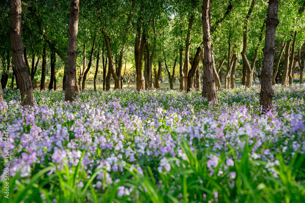 Fototapeta premium Purple flowers blooming in the woods of the park in the early morning
