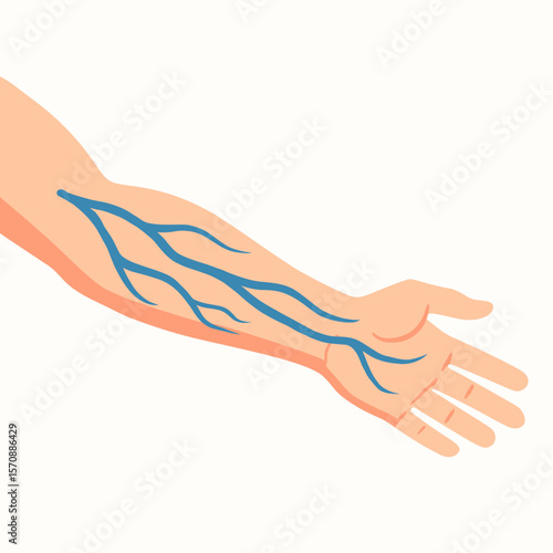 Human Arm With Visible Vein Structure