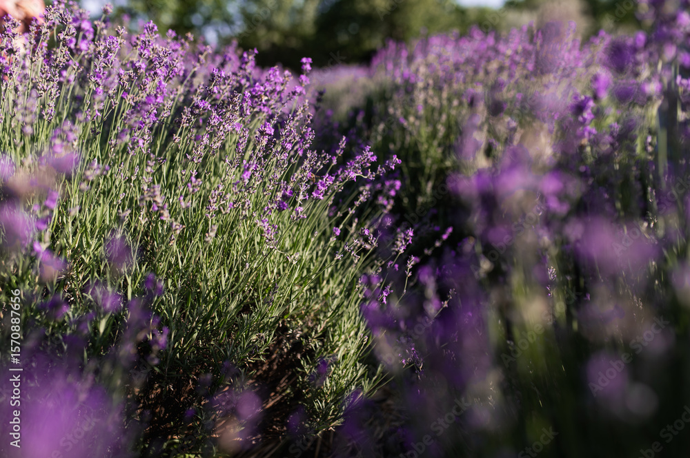 Obraz premium lavender field in the sun, summer heat bloom aromatherapy