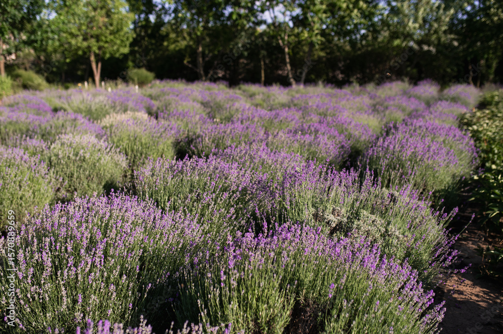 Obraz premium lavender field in the sun, summer heat bloom aromatherapy