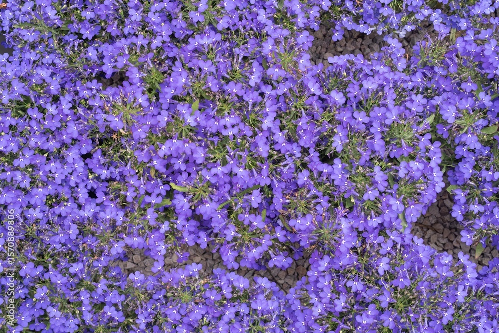 Obraz premium A background of bright blue lobelia flowers in full bloom in a garden flowerbed. Natural floral background for design.