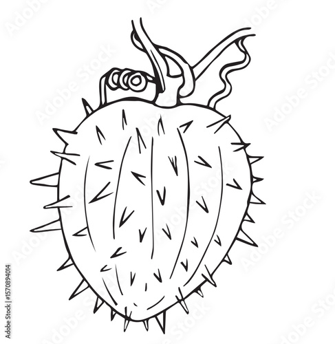 Cute cartoon hand drawn vector Stramonium outline.