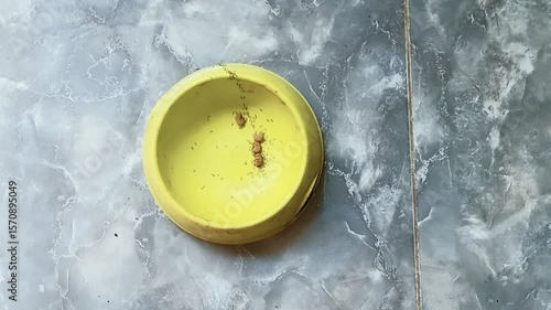 A group of ants are fighting over food in a green plastic container