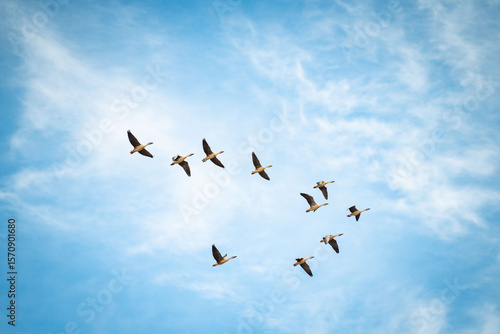 Fototapeta Naklejka Na Ścianę i Meble -  A flock of migrating geese under the blue sky and white clouds