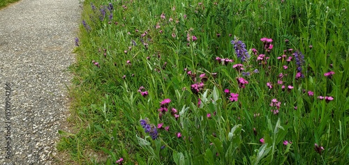 Blumenwiese mit Karthäusernelke und Wiesensalbei