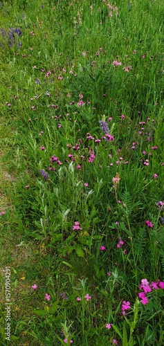 Biodiversität am Wegrand - Blumenwiese