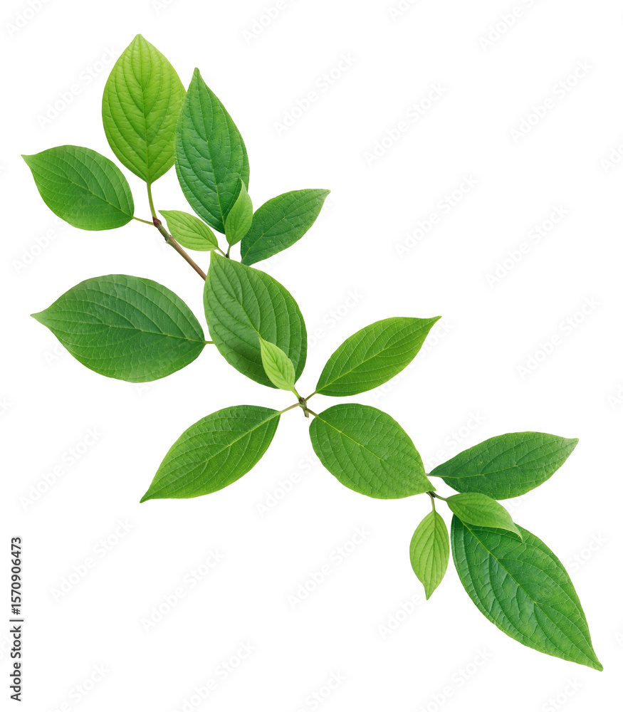 Green Leaves Green Leaves