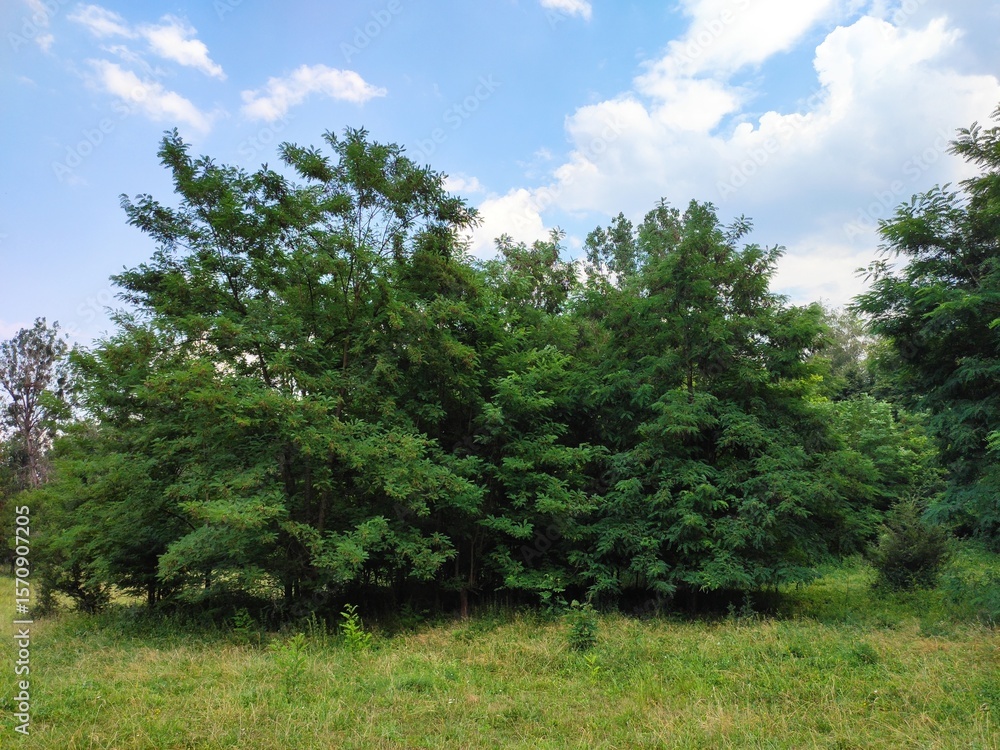 Obraz premium Beautiful nature photos