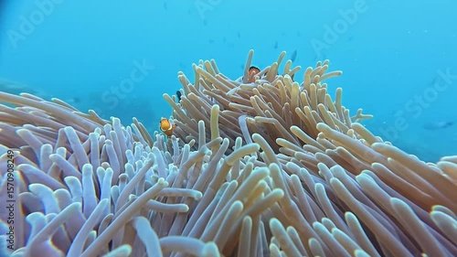 Ocellaris Clownfish swimming in sea anemone 