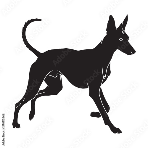 Authentic Pharaoh Hound canine digital black visual, accurately portraying this beloved breed - Pharaoh Hound silhouette - Pharaoh Hound Vector - Silhouette of Pharaoh Hound - dog vector

