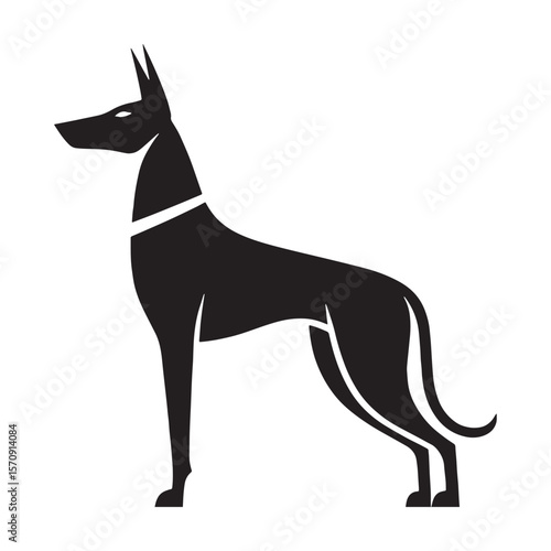 Athletic Pharaoh Hound black vector graphic, reflecting its swift and agile temperament - Pharaoh Hound silhouette - Pharaoh Hound Vector - Silhouette of Pharaoh Hound - dog silhouette

