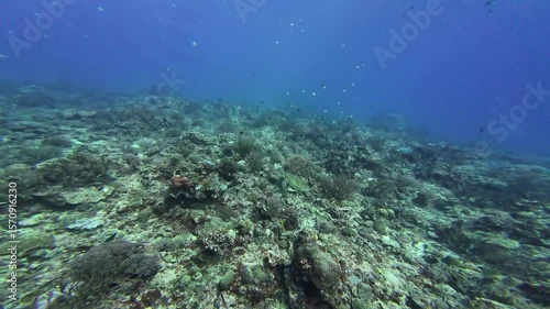 Wallpaper Mural Underwater sea ocean water with beautiful diverse corals and fishes swimming  Torontodigital.ca