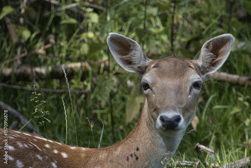 Foto Junges Damwild (Dama-dama)