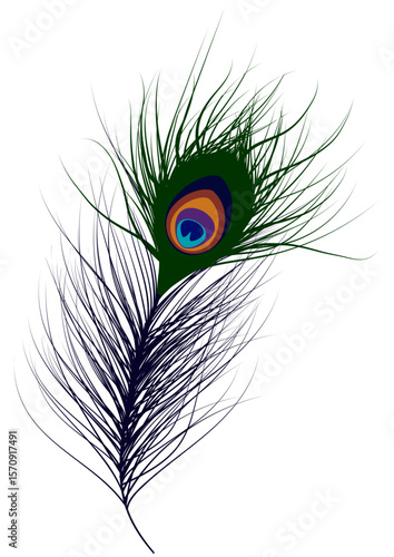 Peacock feather illustration, Lord Krishna Feather, Janmashtami feather. Peacock feather, krishna feather, peacock bird feather, krishna mor pankh, mor pankha, peacock bird feather illustration