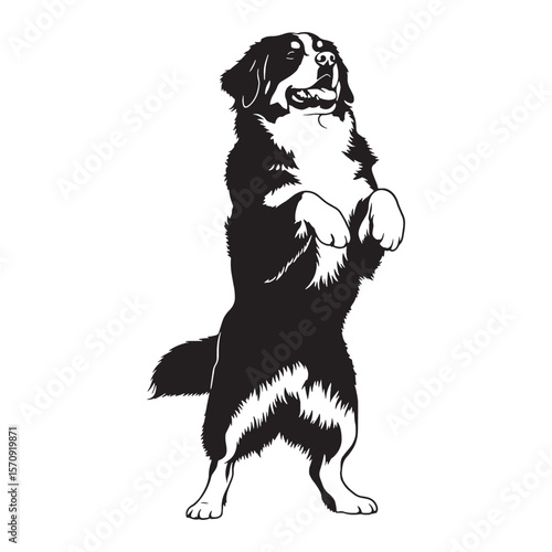 Hardy Bernese Mountain Dog digital black graphic, a high-quality asset for all digital creations - Bernese Mountain Dog silhouette - Bernese Mountain Dog Vector - Silhouette of Bernese Mountain Dog

